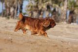 CAVALIER KING CHARLES 464